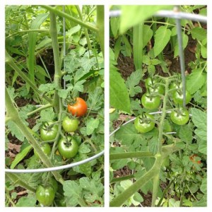 Wee tomatoes.